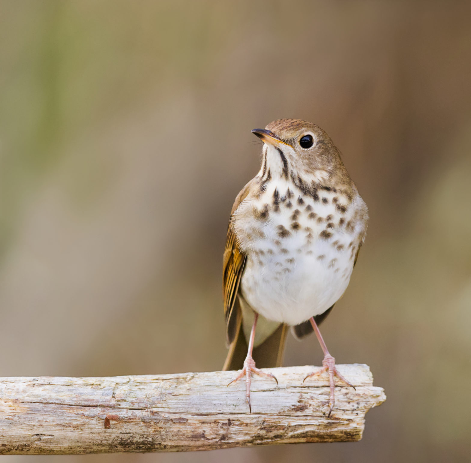 Wood Thrush