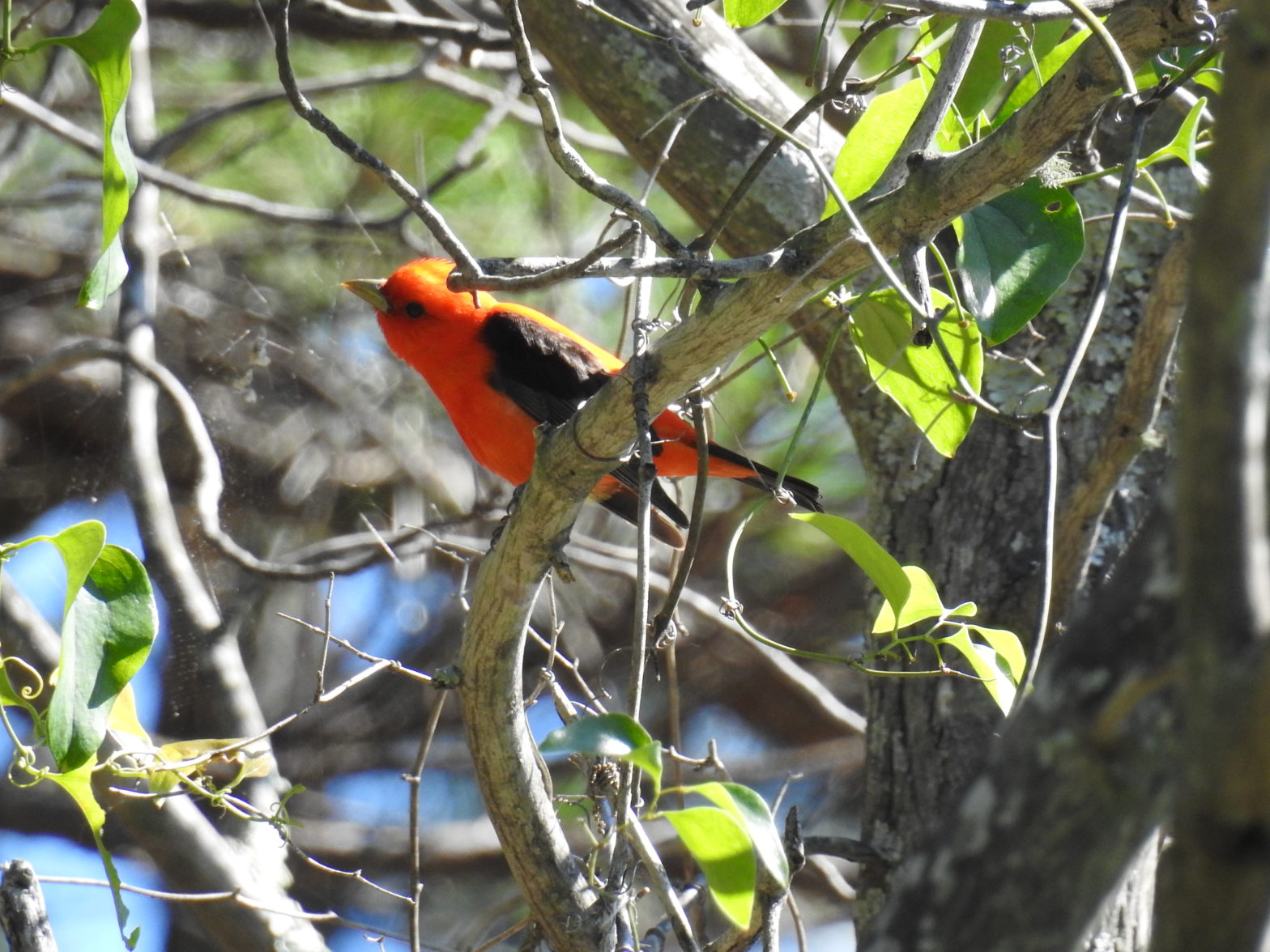 Episode 5: Scarlet Tanager and the End of the Season