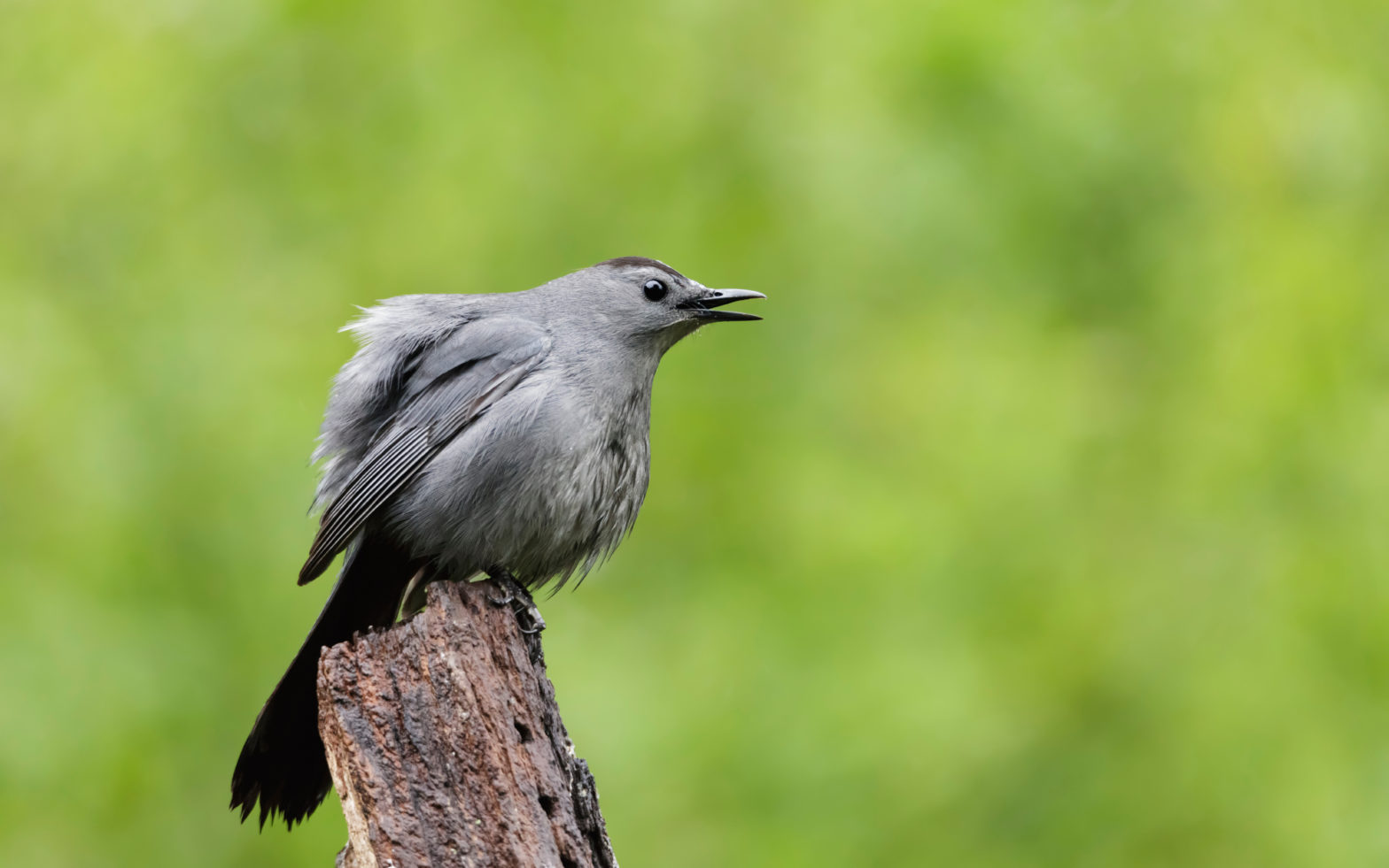 Gray Catbird