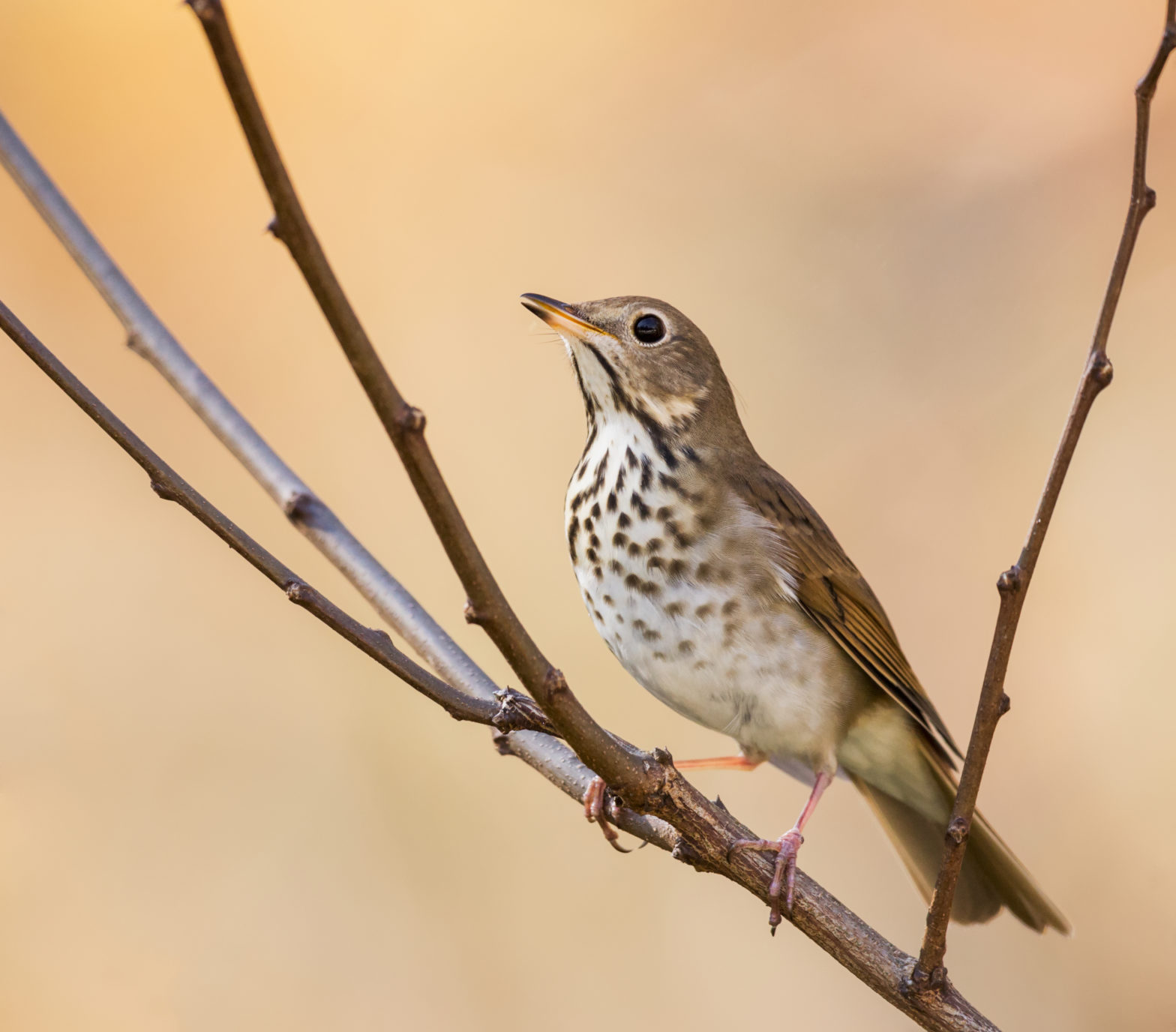 Hermit Thrush