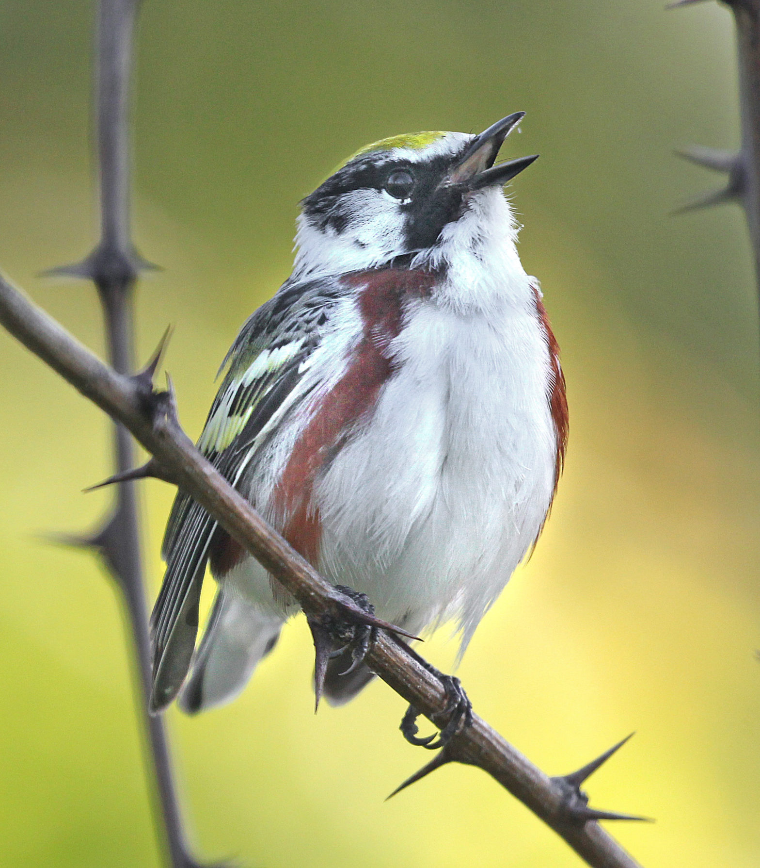 Chestnut-sided Warlber