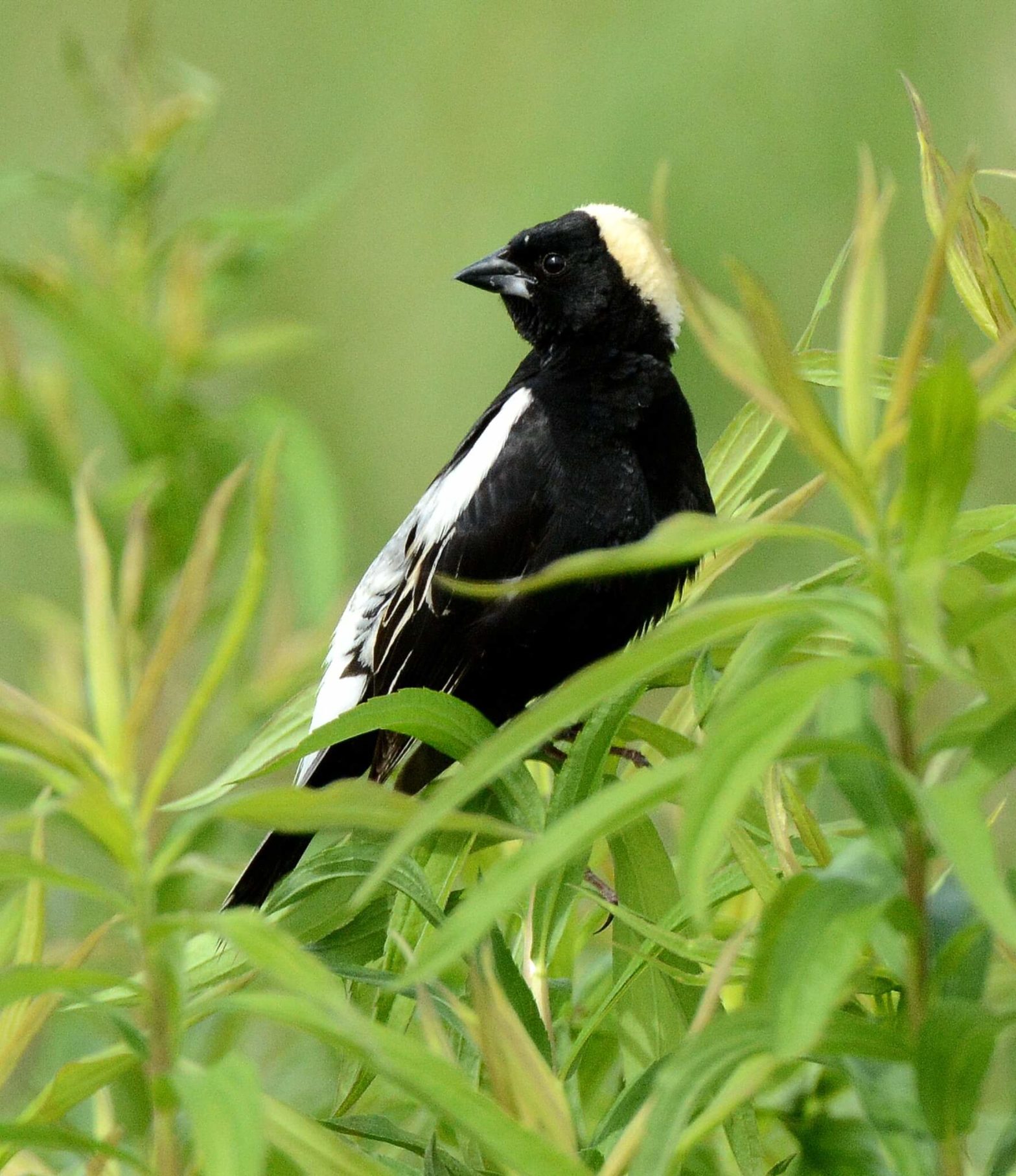 Bird in Foliage