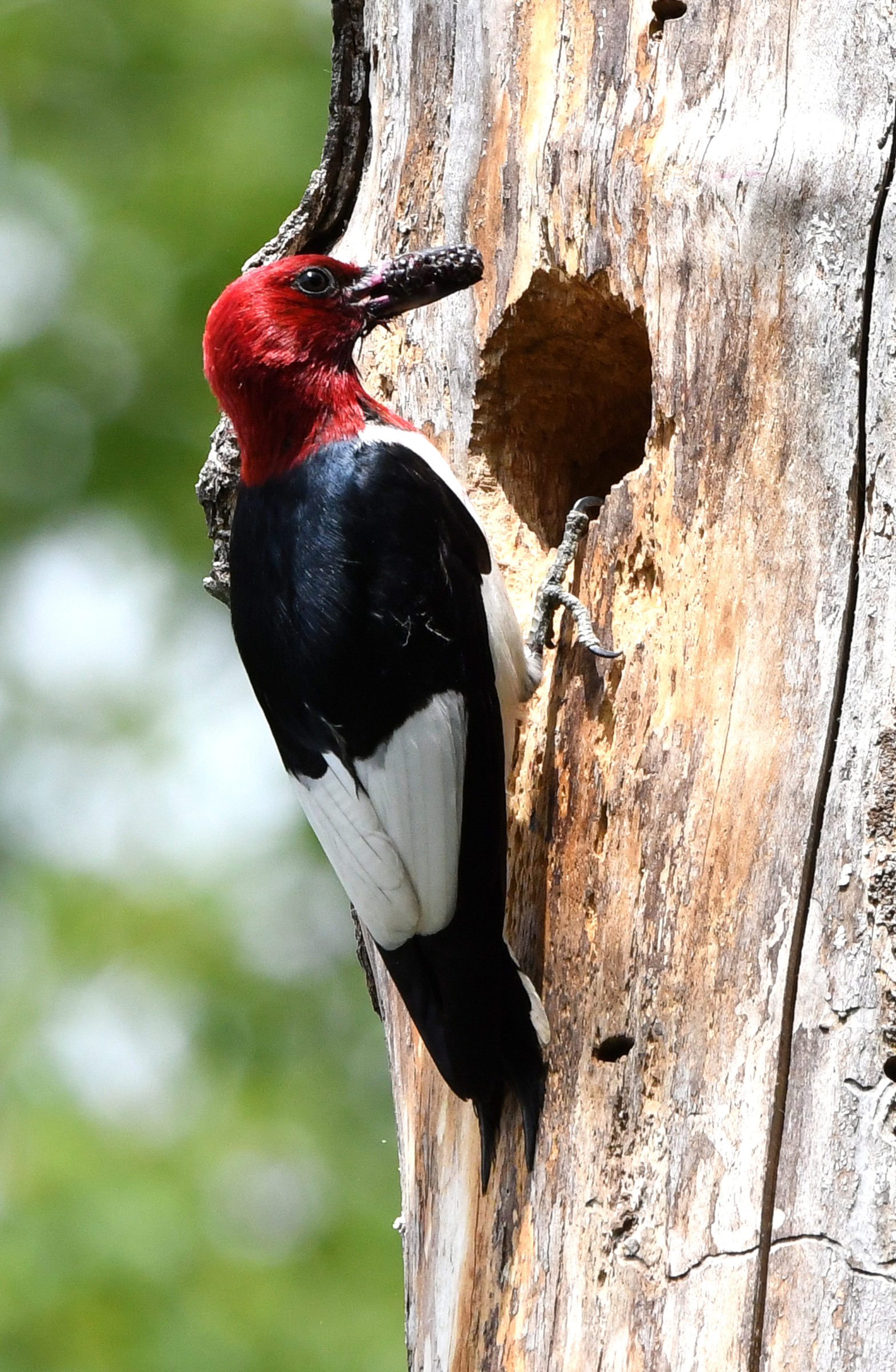 Red-headed Woodpecker