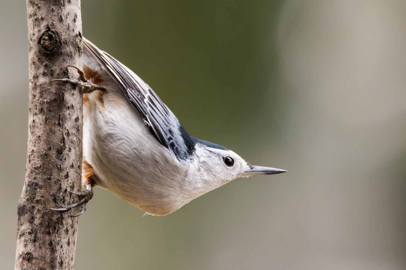 White-breasted Nuthatch