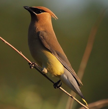 Cedar Waxwing