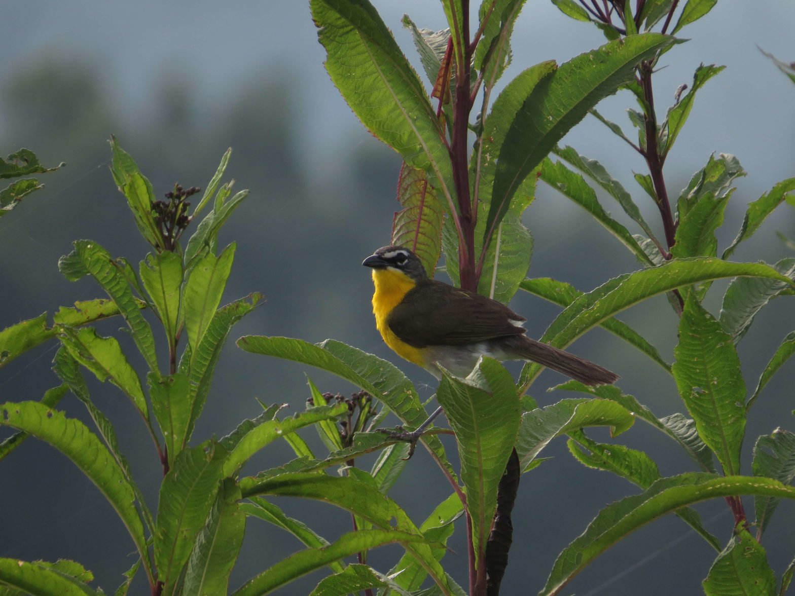 Episode 14: Strolling through Rock Creek and Piney Branch, Wilderness beyond the Capitol with the Blue-grey Gnatcatcher, Yellow-breasted Chat and Cardinal