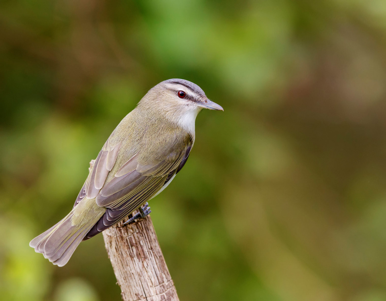 Red-eyed Vireo