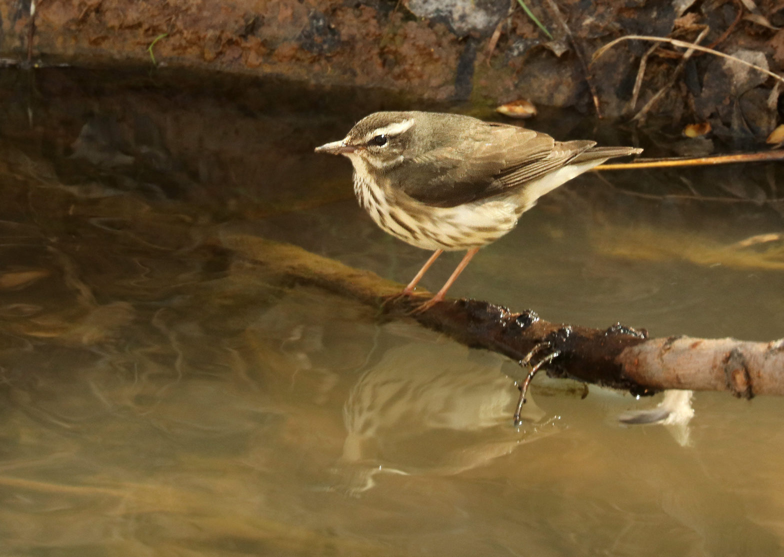 Louisiana Waterthrush