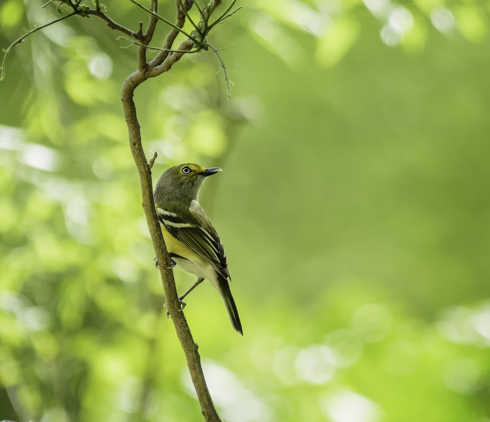 Yellow-billed and Black-billed Cuckoos, White-eyed Vireos, and a Side-by-Side Comparison of the Hermit Thrush and Wood Thrush Bird Songs