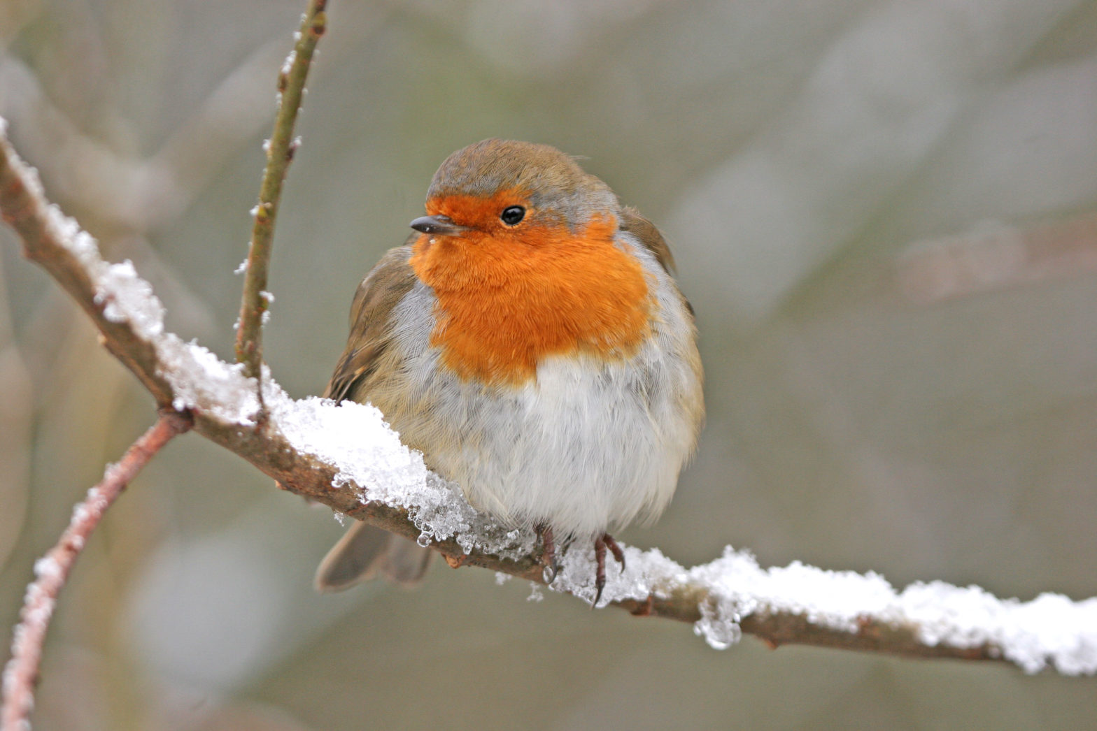 American Robin on snowy branch