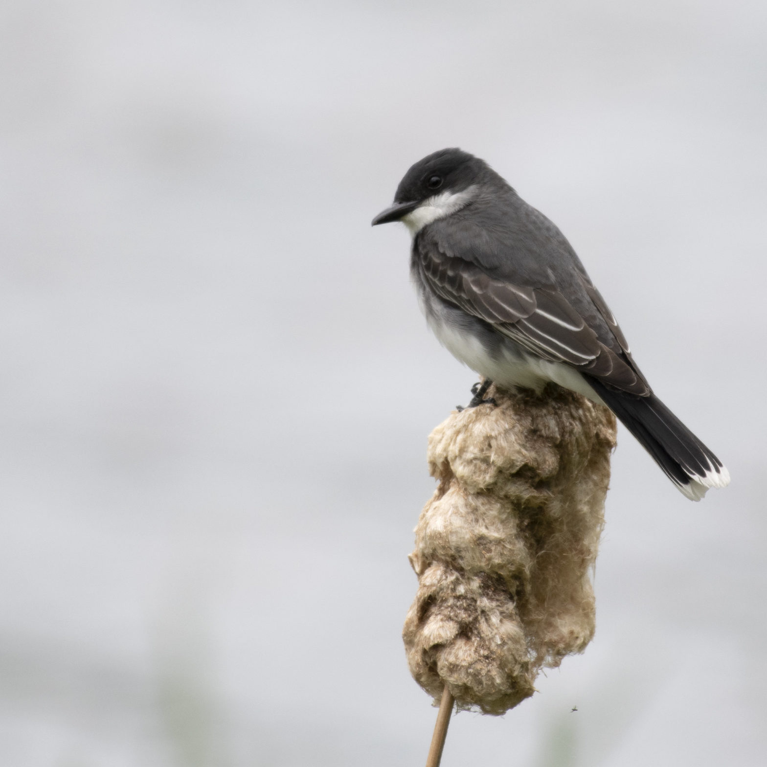 Welcoming the Birds of March, April and May