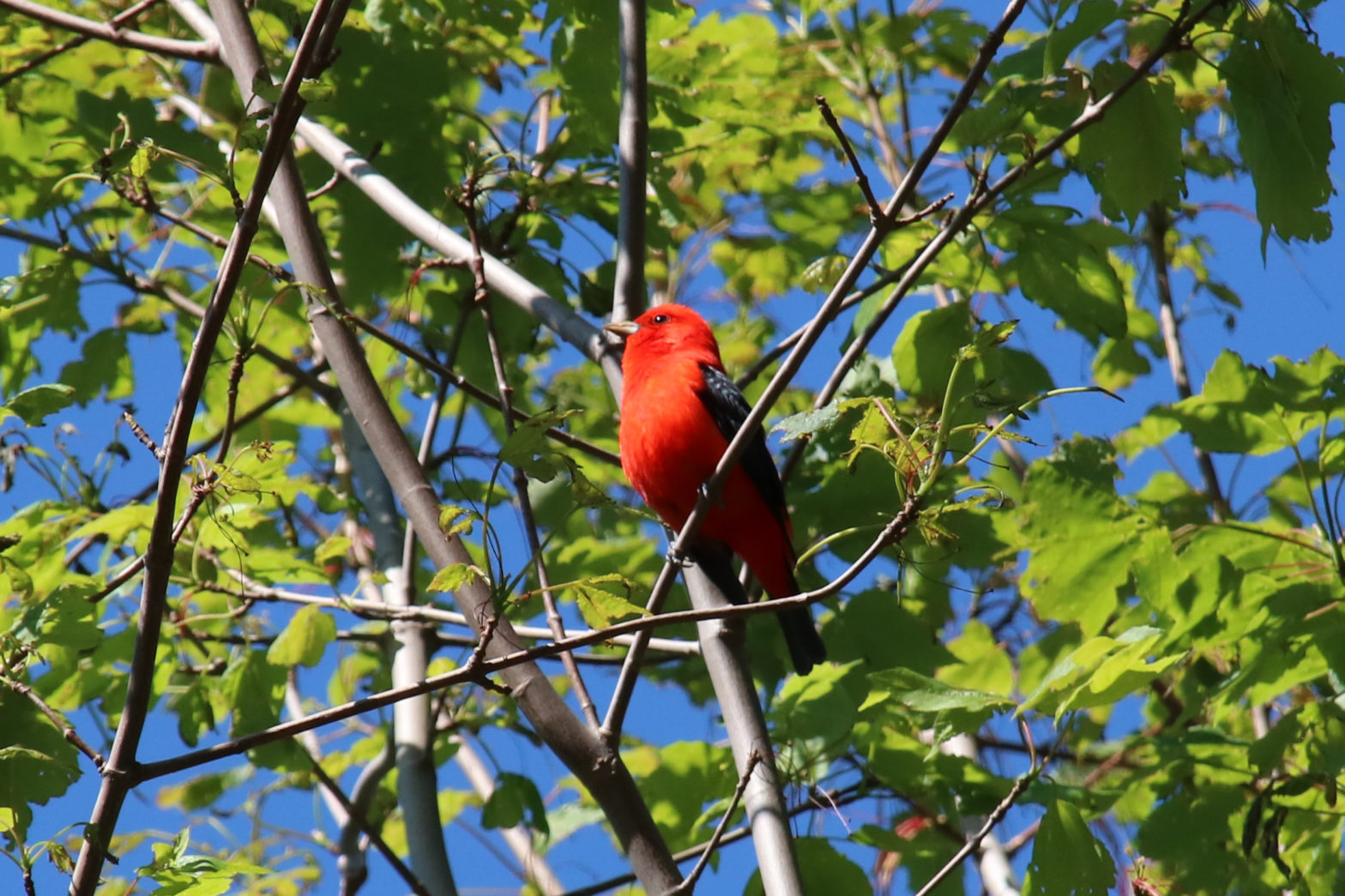 Scarlet Tanager