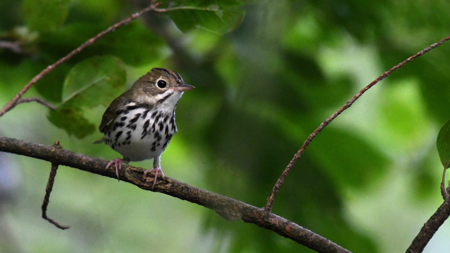 Ovenbird on a tree branch