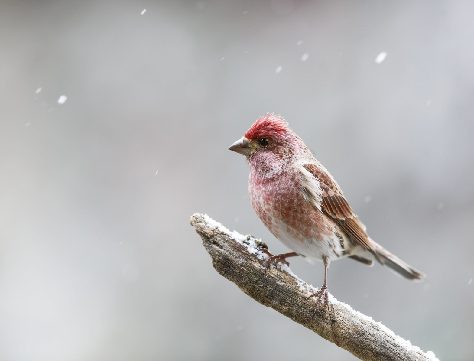 Purple Finch on a tree branch