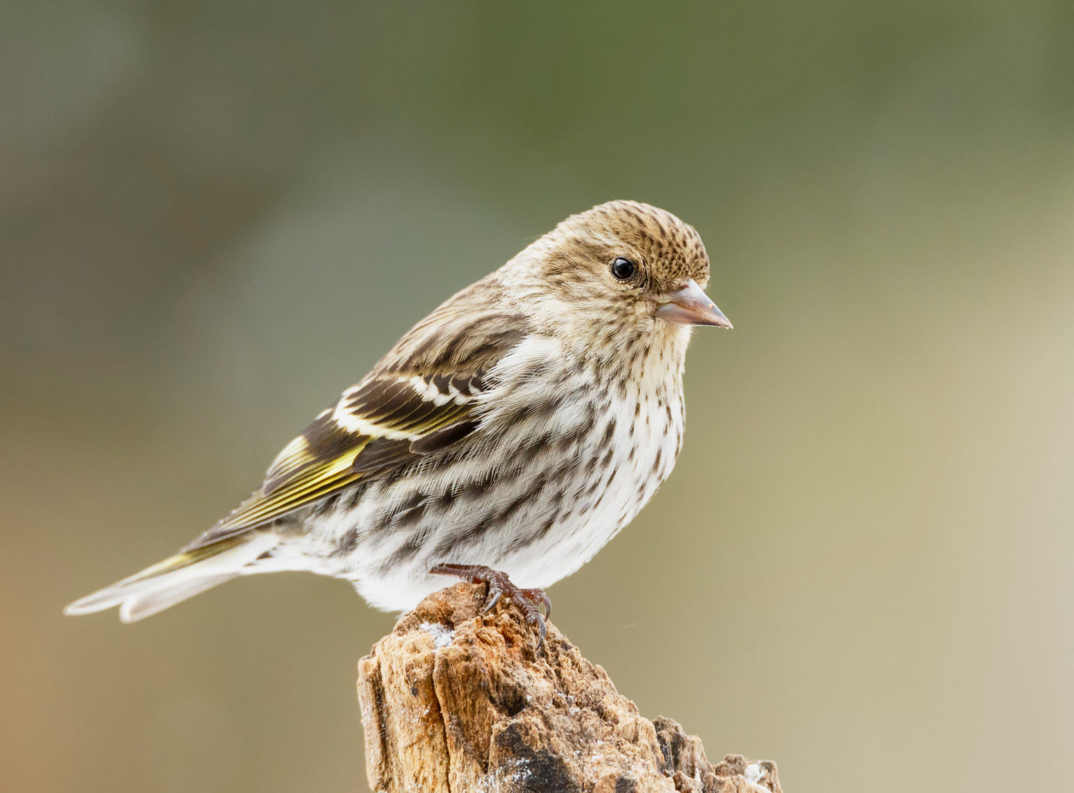 Pine Siskin