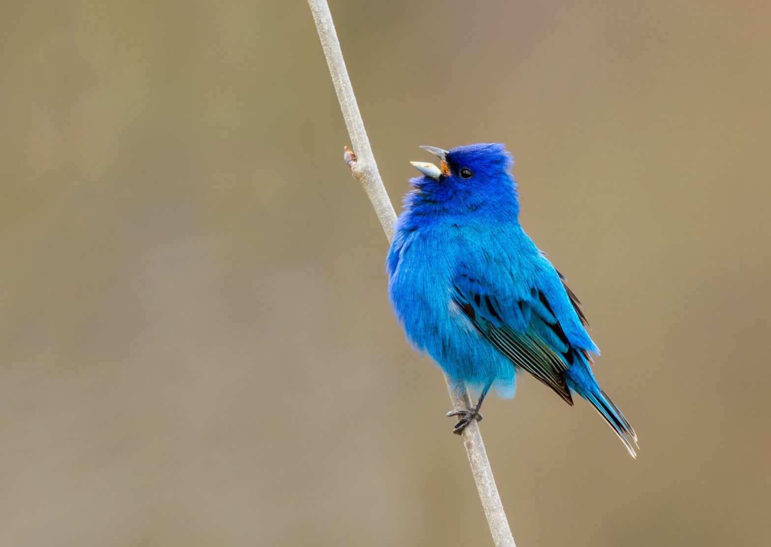 Indigo Bunting on branch by N. Lewis