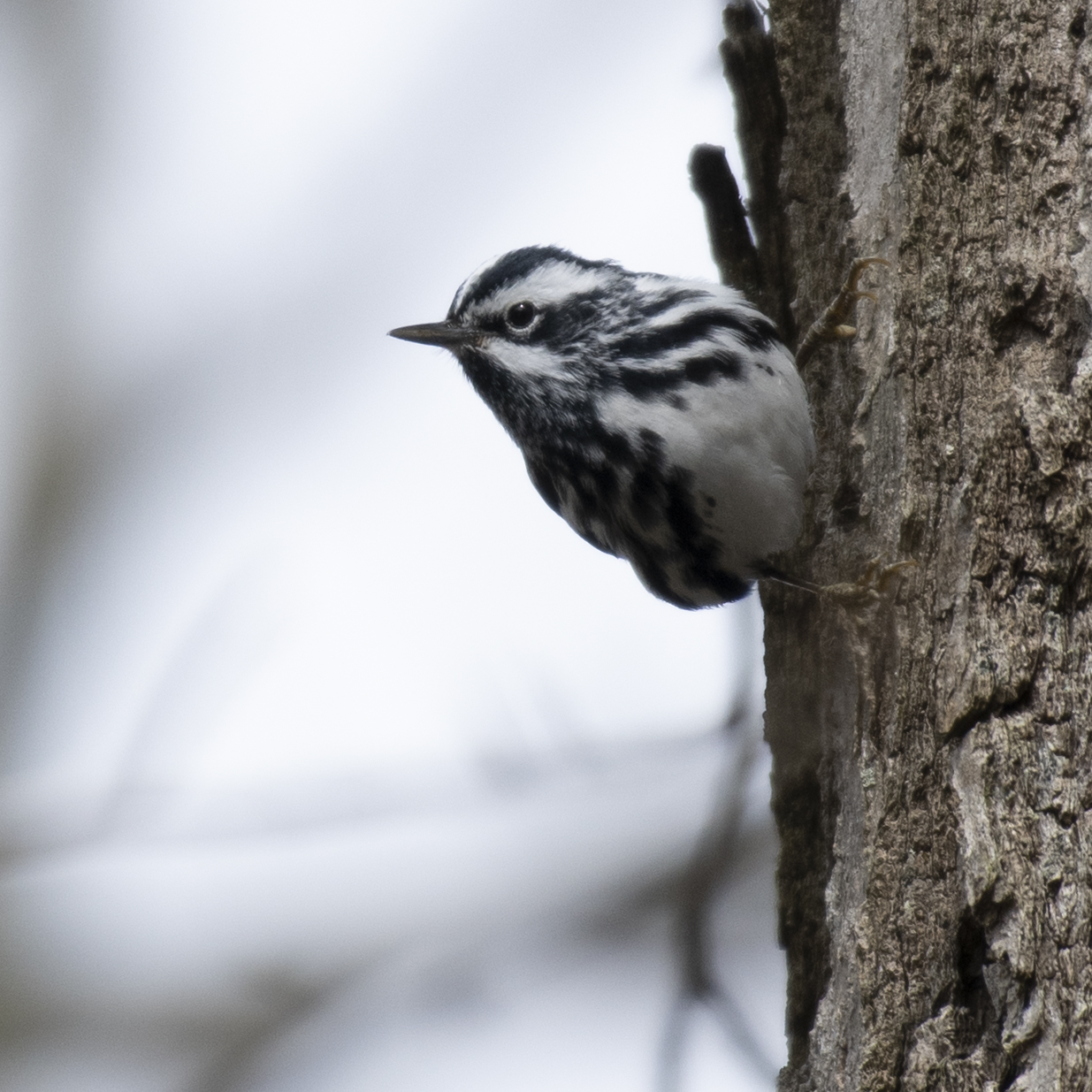 Black-and-white Warbler