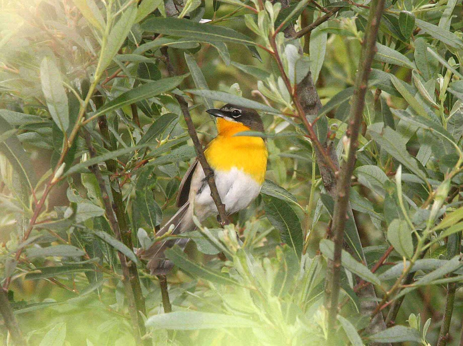 Yellow-breasted Chat