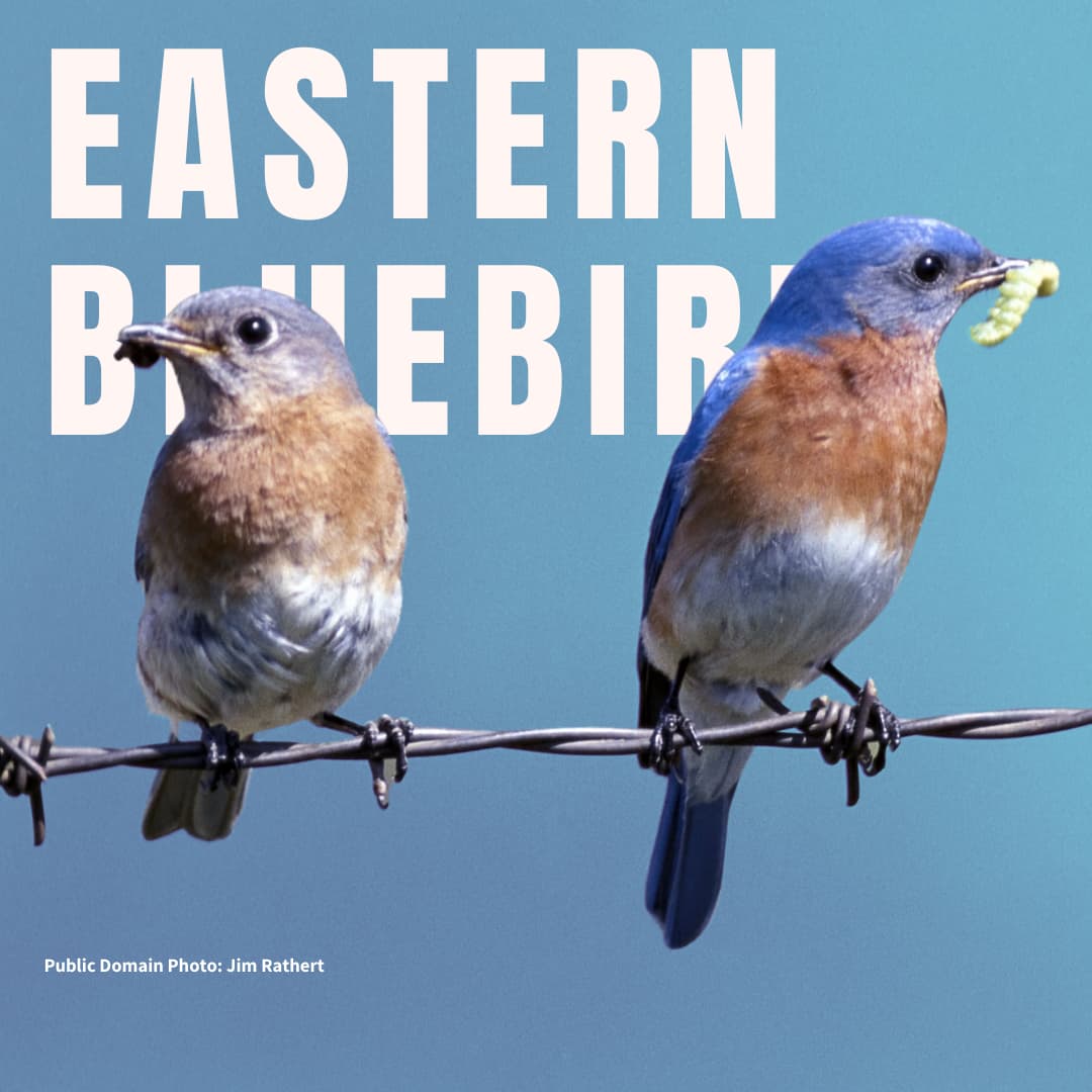 Female and male Eastern Bluebirds sitting on strand of barbed wire