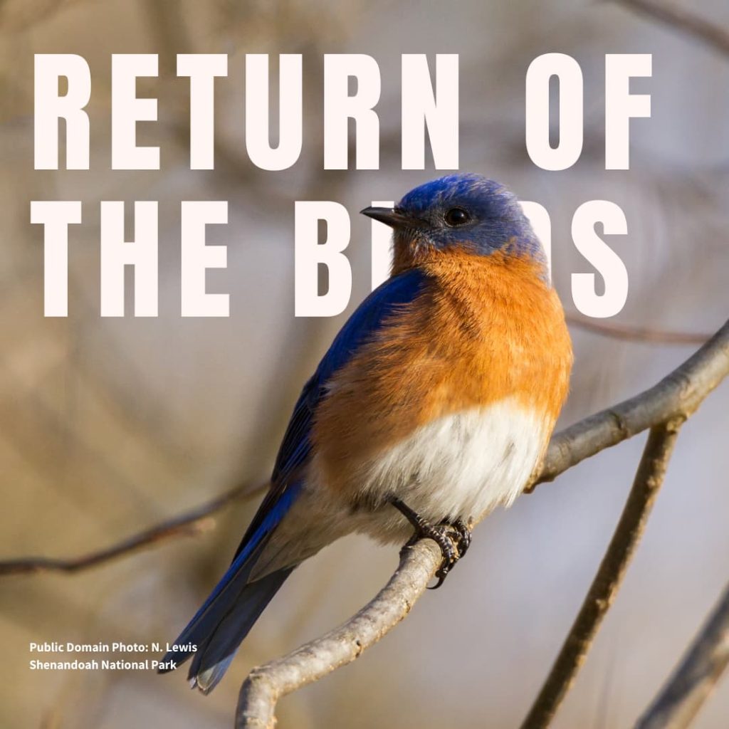 Eastern Bluebird on branch