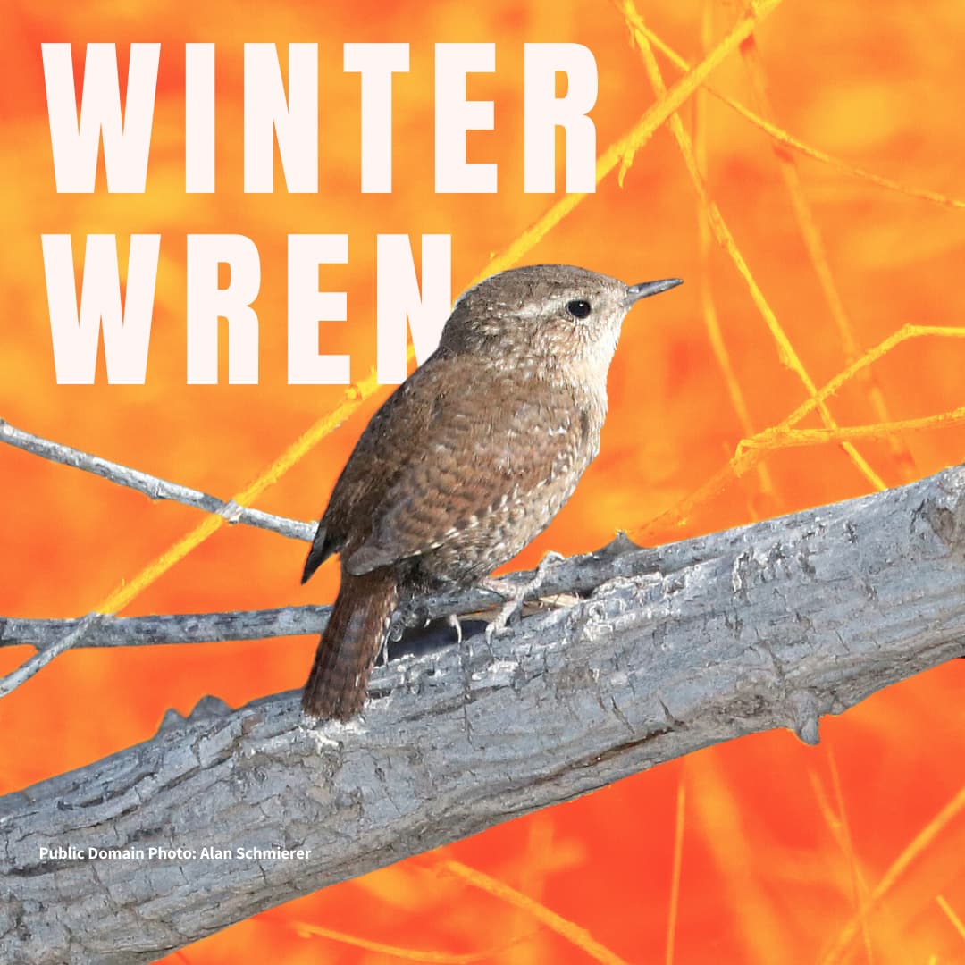 Winter Wren sitting on branch
