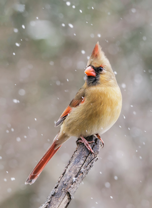 Female Northern Cardinal