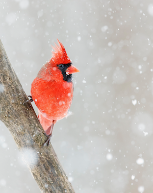 Male Northern Cardinal