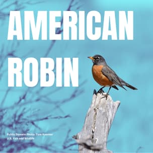 American Robin bird guide