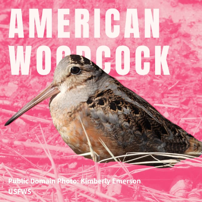 American Woodcock