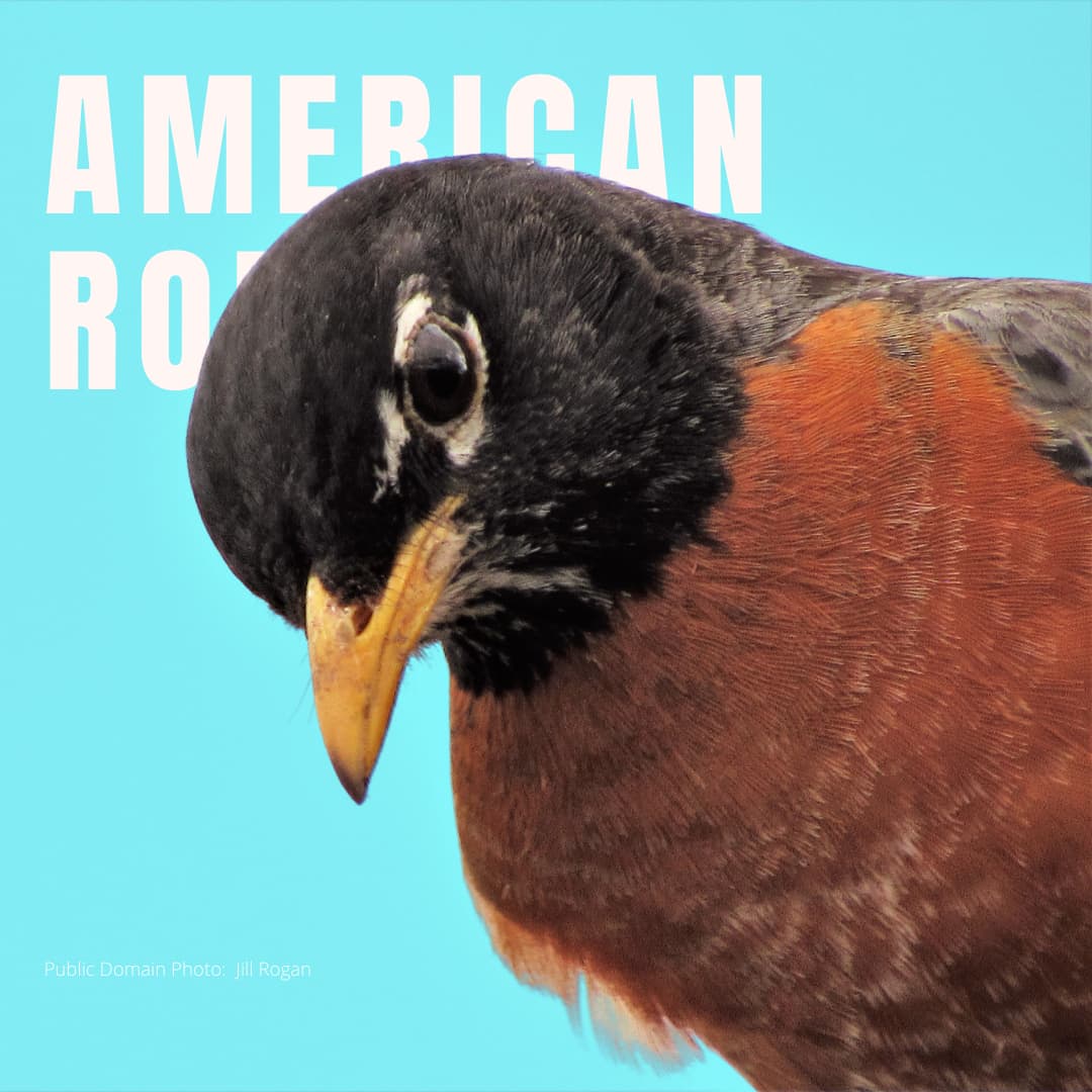 American Robin