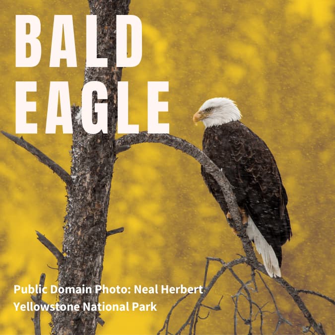 Bald Eagle