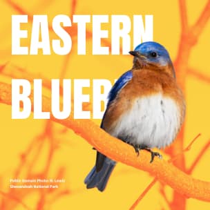 Eastern Bluebird