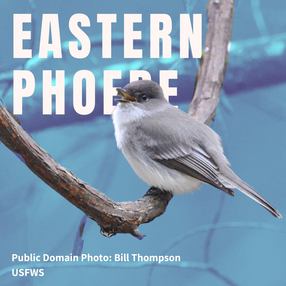 Eastern Phoebe on a branch.