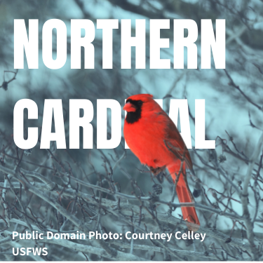 Northern Cardinal