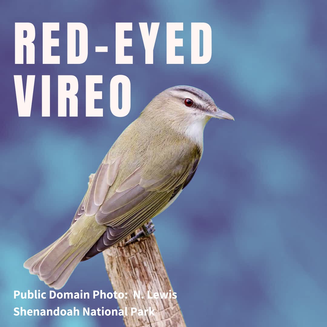 Red-eyed Vireo on a branch