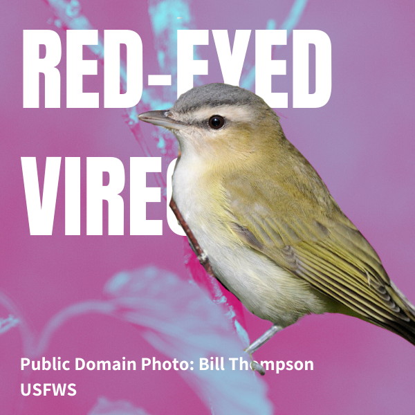 Red-eyed Vireo Bird Guide