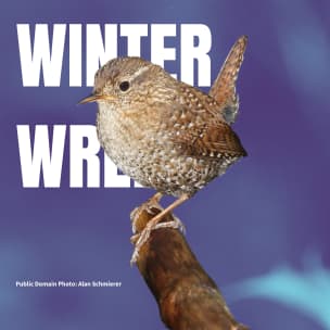 Winter Wren bird guide