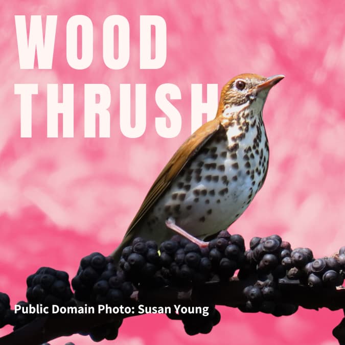 Wood Thrush