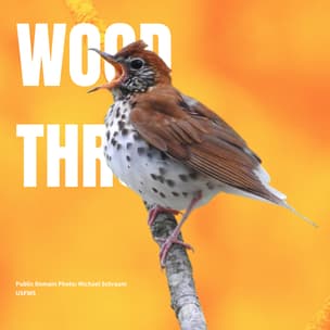 Wood Thrush bird guide