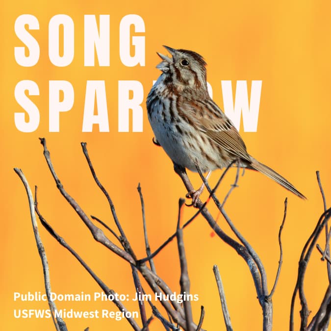 Song Sparrow